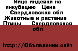 Яйцо индейки на инкубацию › Цена ­ 60 - Свердловская обл. Животные и растения » Птицы   . Свердловская обл.